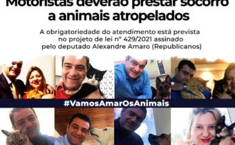 Deputado Amaro cria projeto para multar quem não socorrer animais em vias públicas