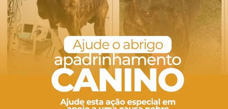 Deputado Amaro faz campanha para ajudar acolhimento canino em Araucária